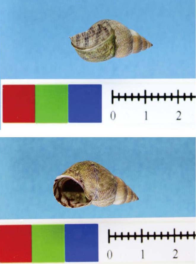斑肋滨螺